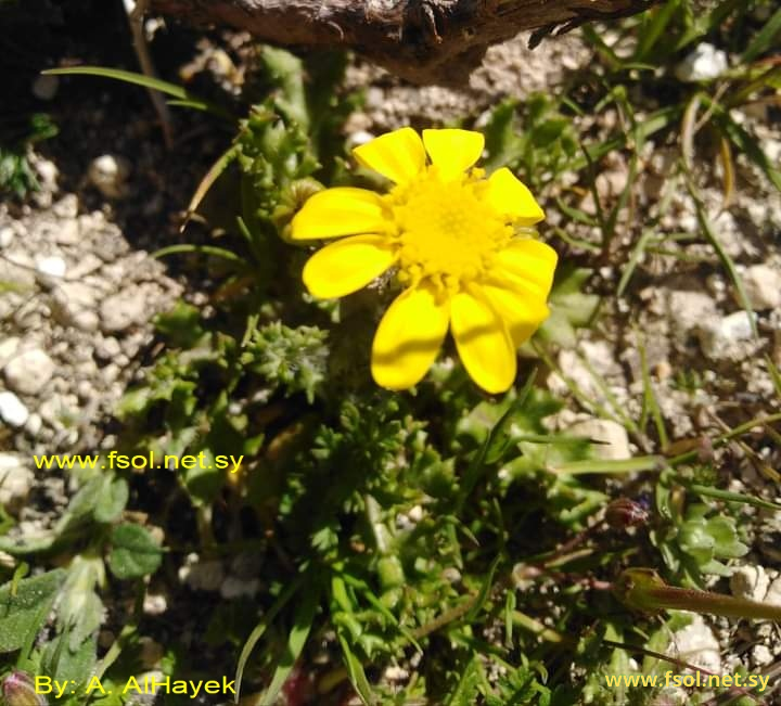 Senecio leucanthemifolius Phil.